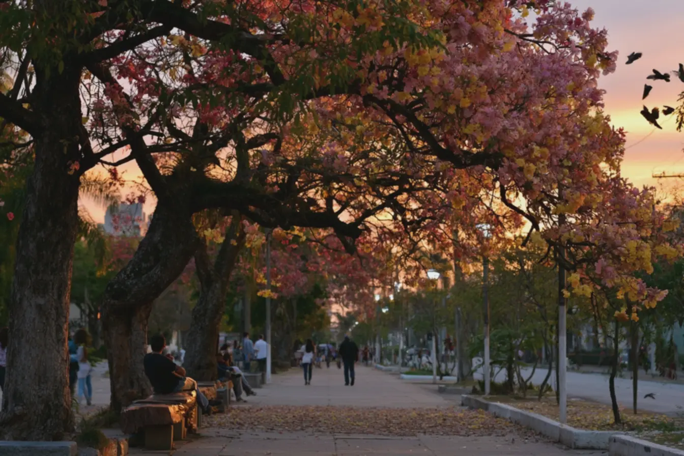 luz-dourada-do-entardecer-destacando-flores-rosa-e-amarelas-da-paineira-emcenario-urbano-para-efeito-estetico-e-funcional Essas são as árvores preferidas para calçadas: e a 5ª opção é a mais linda de todas luz-dourada-do-entardecer-destacando-flores-rosa-e-amarelas-da-paineira-emcenario-urbano-para-efeito-estetico-e-funcional Essas são as árvores preferidas para calçadas: e a 5ª opção é a mais linda de todas
