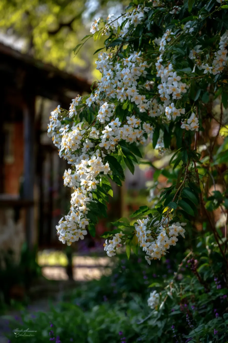 plantas-que-iluminam-seu-jardim-e-transformam-sua-casa-em-um-refugio-de-cores-vibrantes-1 Plantas que iluminam seu jardim e transformam sua casa em um refúgio de cores vibrantes plantas-que-iluminam-seu-jardim-e-transformam-sua-casa-em-um-refugio-de-cores-vibrantes-1 Plantas que iluminam seu jardim e transformam sua casa em um refúgio de cores vibrantes